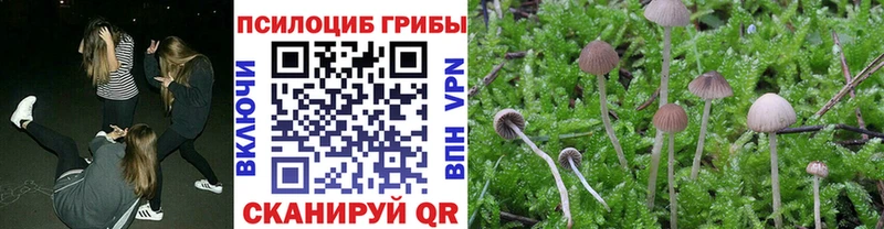 Галлюциногенные грибы Psilocybe Кораблино